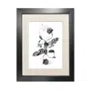 Emily Carter Black Fuchsiadoptera Fine Art Print A3 In Black