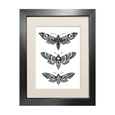 Emily Carter Black 'hawk Moths' Fine Art Print A3