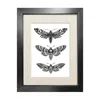 Emily Carter Black 'hawk Moths' Fine Art Print A4 In Black