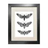 Emily Carter Black 'hawk Moths' - Fine Art Print A4 In Black