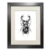 Emily Carter Black 'the Stag Beetle' Fine Art Print A5 In Black