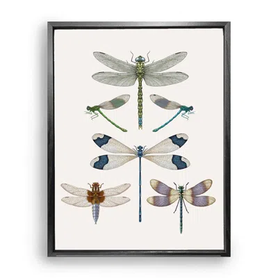 Emily Carter Blue / Grey British Dragonflies Fine Art Print L In Blue/grey