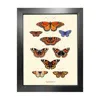 Emily Carter Brown 'antique British Butterflies' Fine Art Print A5 In Black