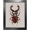Emily Carter Brown Antique Stag Beetle Fine Art Print A3 In Brown