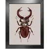 Emily Carter Brown Antique Stag Beetle Fine Art Print A4 In Brown