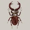 Emily Carter Brown Antique Stag Beetle Fine Art Print A5 In Brown