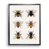 Emily Carter Brown / Gold / Neutrals British Bees Fine Art Print S In Multi