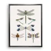 Emily Carter Brown / Green British Dragonflies Fine Art Print M In Multi