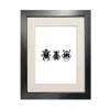 Emily Carter Dung Beetles Fine Art Print A4 In Black