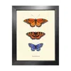 Emily Carter Gold 'antique British Butterflies I' Fine Art Print A3 In Black