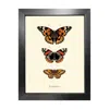 Emily Carter Gold 'antique British Butterflies Ii' Fine Art Print A3 In Gold