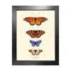 Emily Carter Gold 'antique British Butterflies Iii' Fine Art Print A4 In Multi