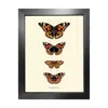 Emily Carter Gold 'antique British Butterflies Iv' Fine Art Print A4 In Multi