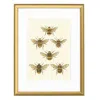 Emily Carter Gold British Bees Fine Art Print A3 Colour In Gold