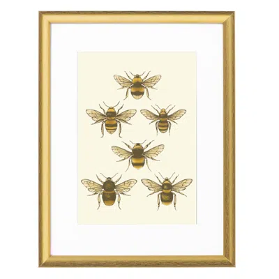 Emily Carter Gold British Bees Fine Art Print A3 Colour
