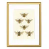 Emily Carter Gold 'british Bees' Fine Art Print A4 - Colour In Gold