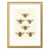 Emily Carter Gold 'british Bees' Fine Art Print A5 Colour In Gold