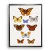 Emily Carter Neutrals British Butterflies Fine Art Print L In Multi