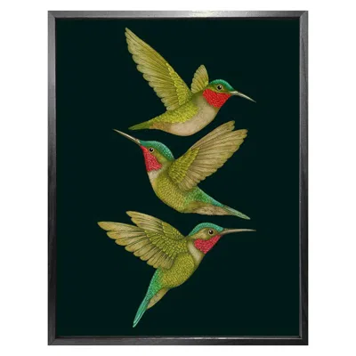 Emily Carter 'tropical Hummingbirds' Charcoal Fine Art Print M In Black