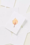 Emily Lex Studio Watercolor Notecards In White