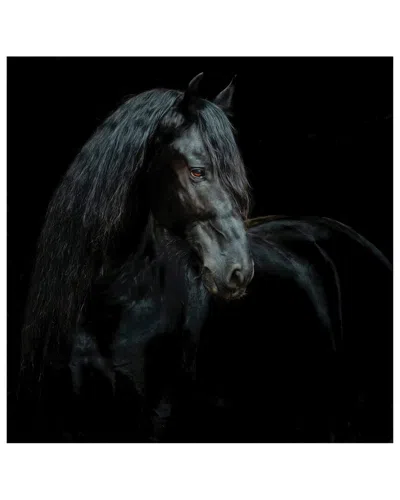 Empire Art Direct Black Equine Attraction Frameless Free Floating Tempered Glass Panel Graphic Wall Art