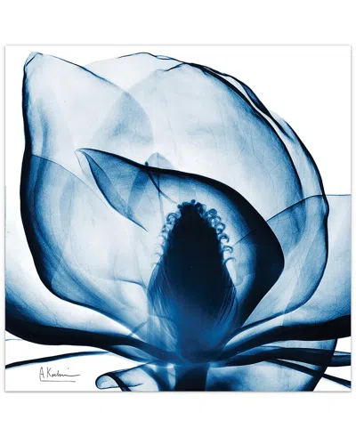 EMPIRE ART DIRECT EMPIRE ART DIRECT BLUE MAGNOLIA X-RAY BY ALBERT KOETSIER WALL ART