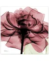 Empire Art Direct Chianti Rose Ii By Albert Koetsier Wall Art