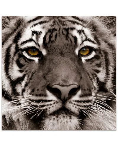 EMPIRE ART DIRECT EMPIRE ART DIRECT EYE OF THE TIGER WALL ART