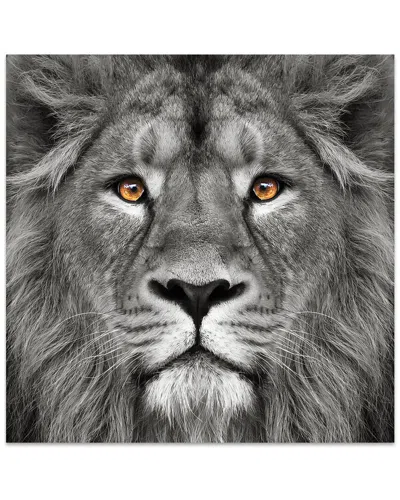 Empire Art Direct King Of The Jungle Lion Frameless Free Floating Tempered Glass Panel Graphic Wall  In Multi