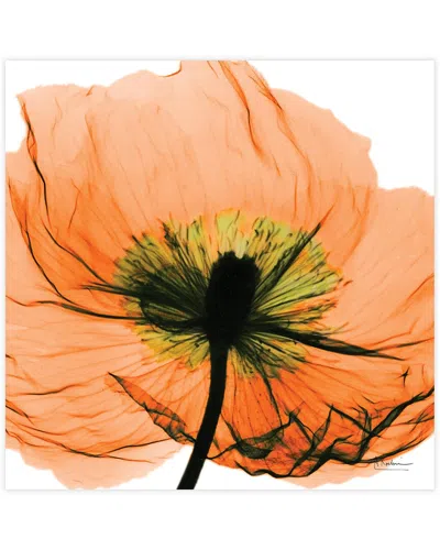 Empire Art Direct Poppy Orange By Albert Koetsier Wall Art