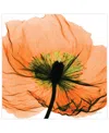 Empire Art Direct "poppy Orange" Frameless Free Floating Tempered Glass Panel Graphic Wall Art, 24" X 24" X 0.2" In Orange