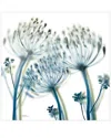 Empire Art Direct Unfocused Beauty 2 By Albert Koetsier Wall Art