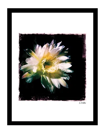 Fairchild Blossoms Floral Wall Art By Steven A. Heller