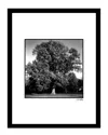 Fairchild Massive Tree Wall Art By Steven A. Heller