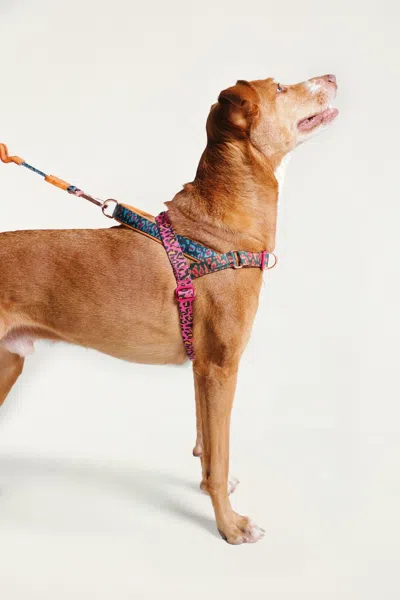 Farm Rio Zeedog Farm Onca Softer Walk - Size L In Multi