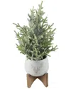 Flora Bunda 15.75in H Frosted Xmas Tree In 5in Staghead Ceramic On Wood Stand In White