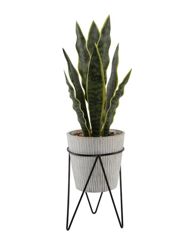 Flora Bunda 1.8ft Snake Plant In Gray