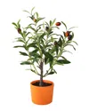Flora Bunda 18in Olive Tree In Clay Pot In Orange