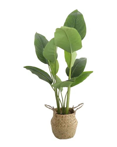 Flora Bunda 30in Traveler's Palm In Basket In Brown