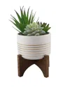 Flora Bunda 4.75in Succulent Mix In Striped Ceramic Pot On Stand