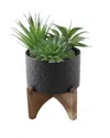 Flora Bunda 5in Succulent Mix In Ceramic Planter With Stand In Black