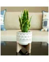 Flora Bunda 5in White Black Geo With Wood Stand In White