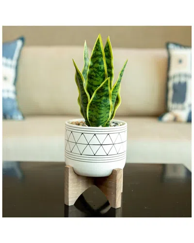 Flora Bunda 5in White Black Geo With Wood Stand