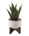 Flora Bunda 9.7in Snake Plant In 4.25in Constalition Ceramic Pot On Wood Stand In White