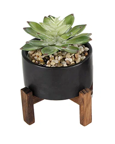 Flora Bunda Set Of 2 Succulents In Black Ceramic Pot On Wood Stand