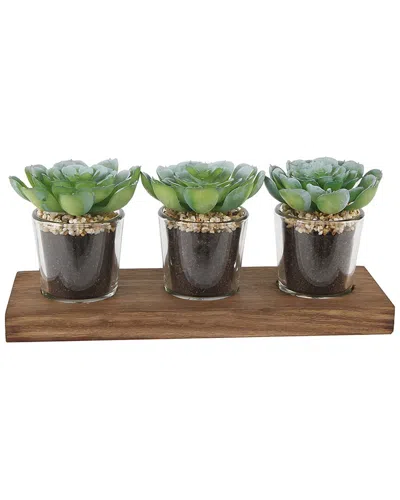 Flora Bunda Set Of 3 Shot Glass Succulents On Wood Tray In Brown
