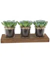 Flora Bunda Set Of 3 Shot Glass Succulents On Wood Tray In Brown