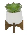 Flora Bunda Succulent In 4.5in Matte White Ceramic Planter On Wood Stand In White