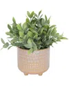 Flora Bunda Tea Leaf In 5in Mauve Pharaoh Footed Pot In Multi