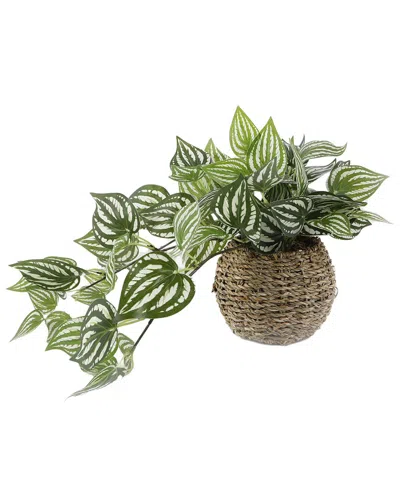 Flora Bunda Trailing Ivy In 6in Basket In Brown
